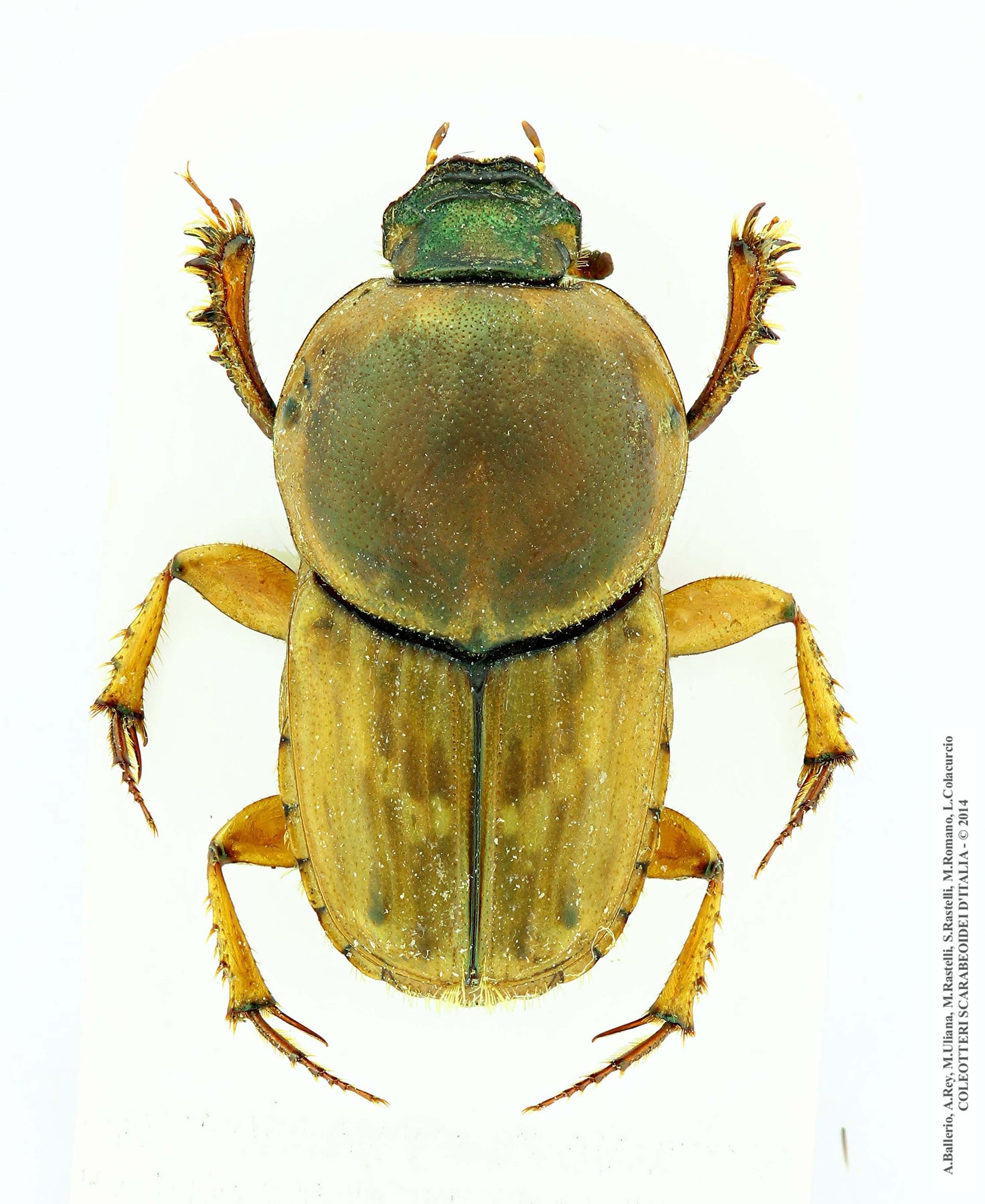 Euoniticellus fulvus, maschio